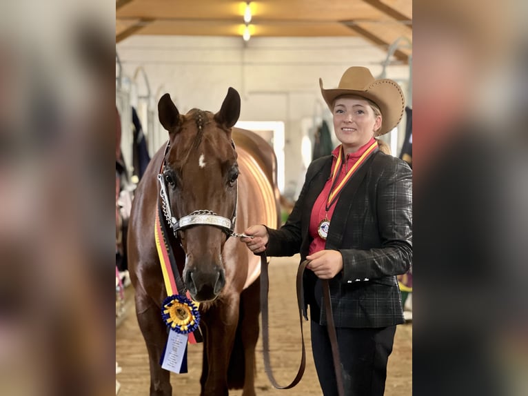 American Quarter Horse Mare 6 years 15,2 hh Chestnut-Red in Neukirchen