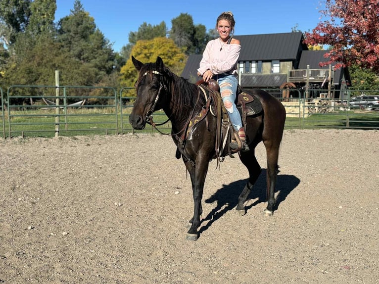 American Quarter Horse Mare 6 years 15,3 hh Black in Fort Collins CO