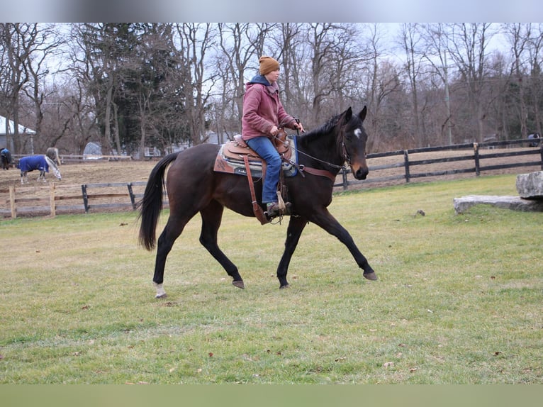 American Quarter Horse Mare 6 years 16,2 hh Bay in highland MI