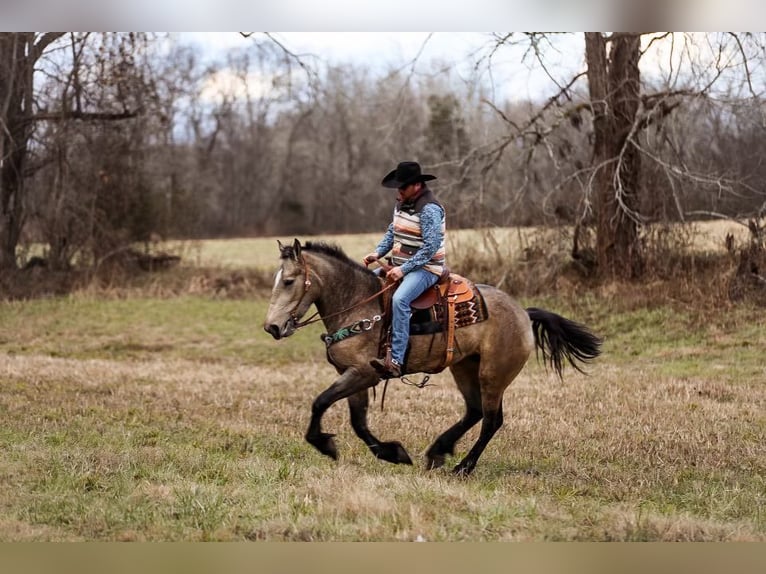 American Quarter Horse Mare 6 years 16,2 hh Buckskin in Santa Fe, TN