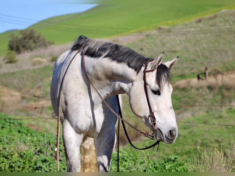 American Quarter Horse Mare 6 years 16.2 hh Grey in Bitterwater CA