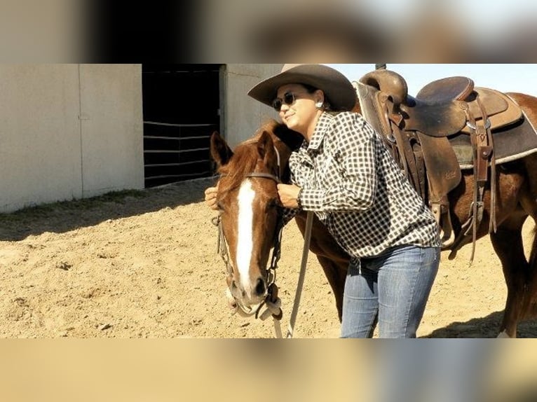 American Quarter Horse Mare 6 years 16 hh Chestnut in Huntington