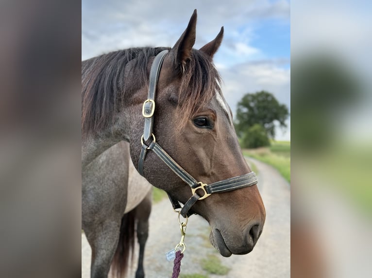 American Quarter Horse Mare 6 years 16 hh Roan-Bay in Neudrossenfeld