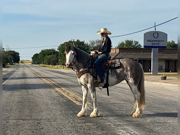 American Quarter Horse Mare 6 years 16 hh Roan-Blue in Byers, TX