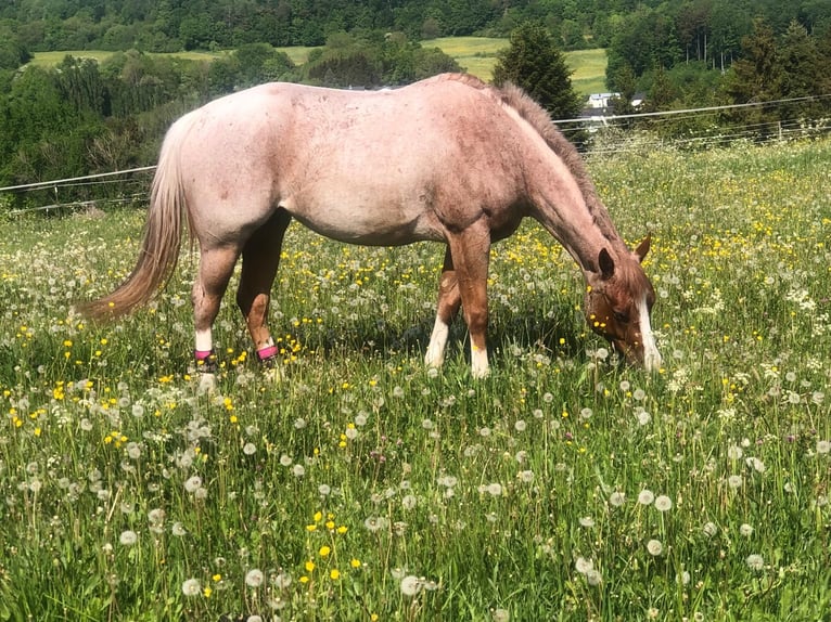 American Quarter Horse Mare 6 years 16 hh Roan-Red in Waldbröl