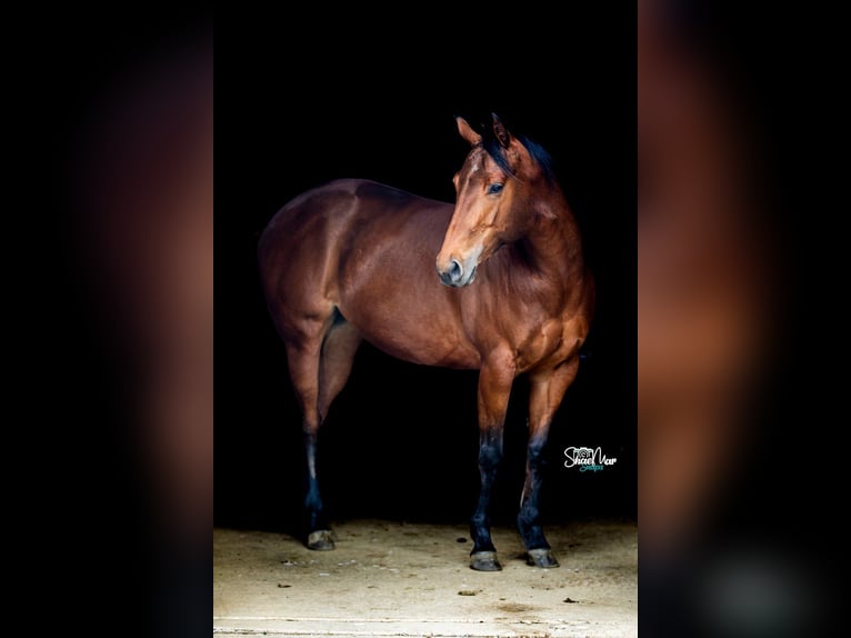 American Quarter Horse Mare 6 years Bay in North Lawrence