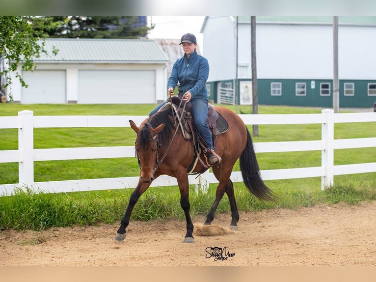 American Quarter Horse Mare 6 years Bay in North Lawrence