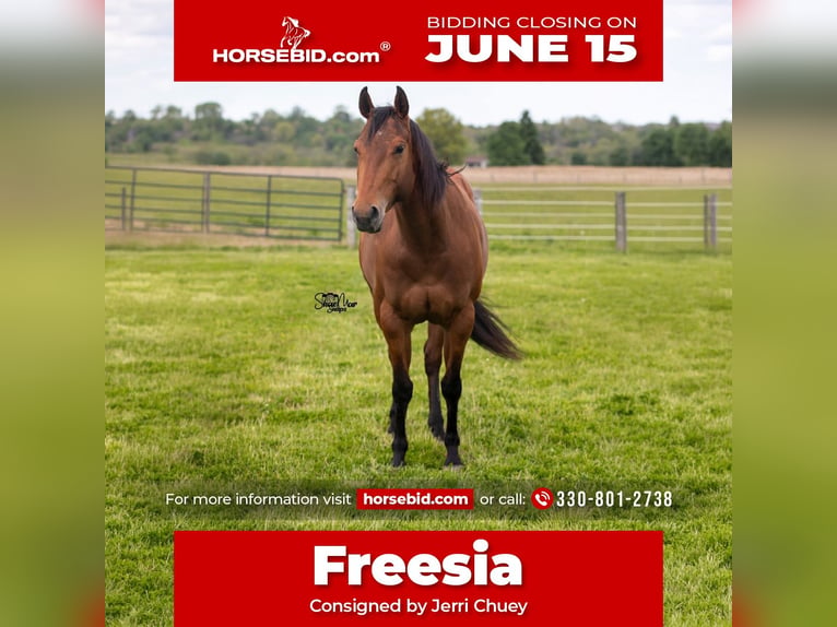 American Quarter Horse Mare 6 years Bay in North Lawrence