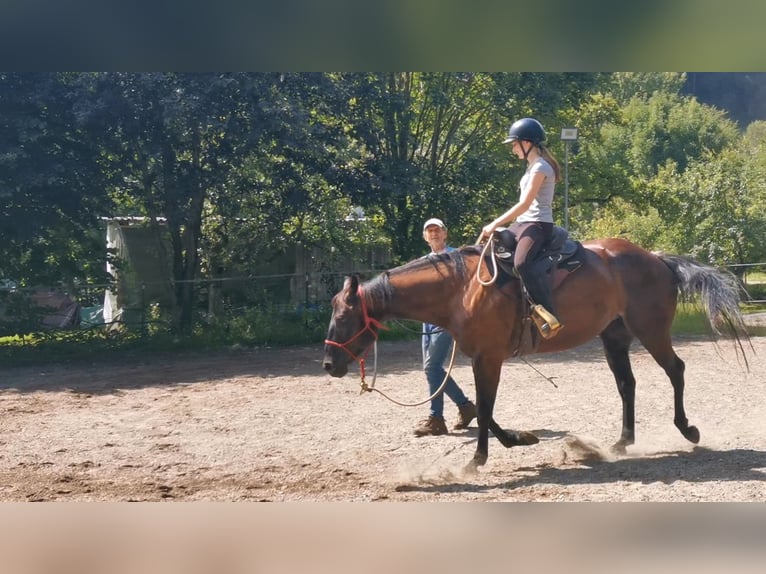 American Quarter Horse Mare 6 years Black in Gruibingen