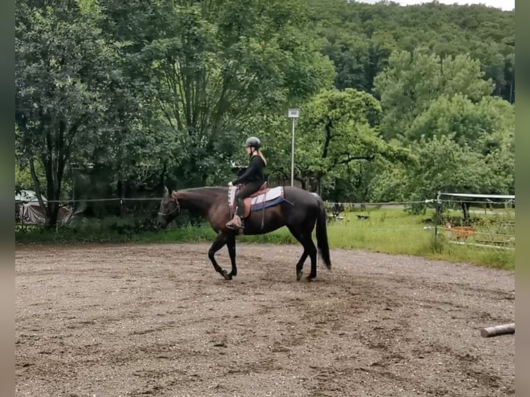 American Quarter Horse Mare 6 years Black in Gruibingen