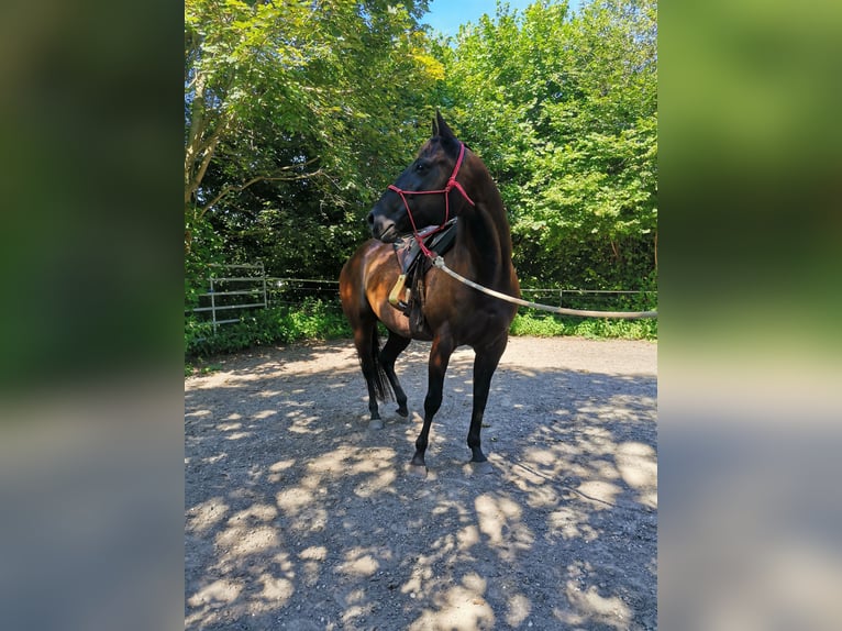 American Quarter Horse Mare 6 years Black in Gruibingen