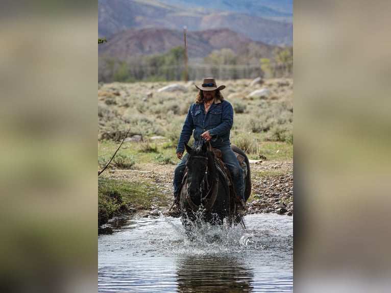 American Quarter Horse Mare 6 years Black in Cody