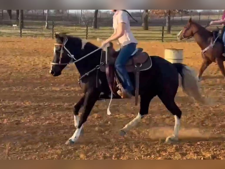 American Quarter Horse Mare 6 years Black in weatherford VA
