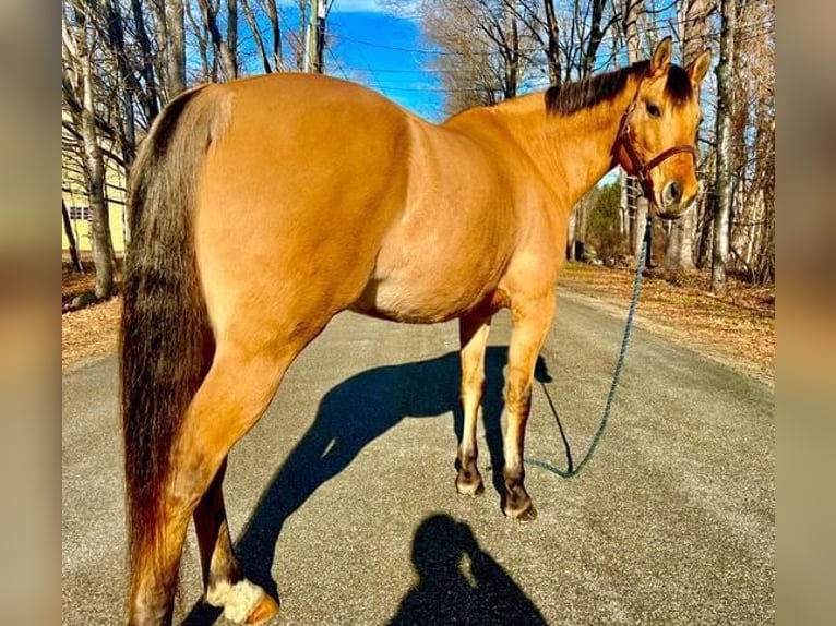 American Quarter Horse Mix Mare 6 years Buckskin in Northfield, MA