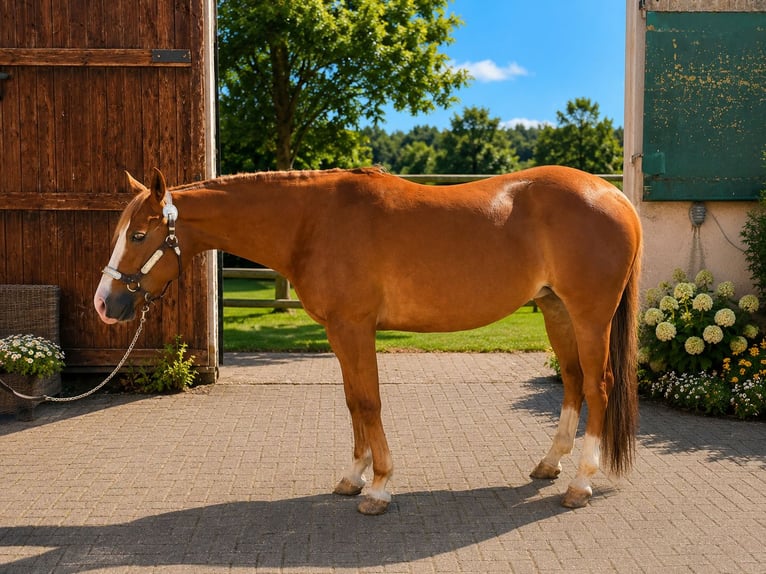 American Quarter Horse Mare 6 years Chestnut-Red in Börsborn