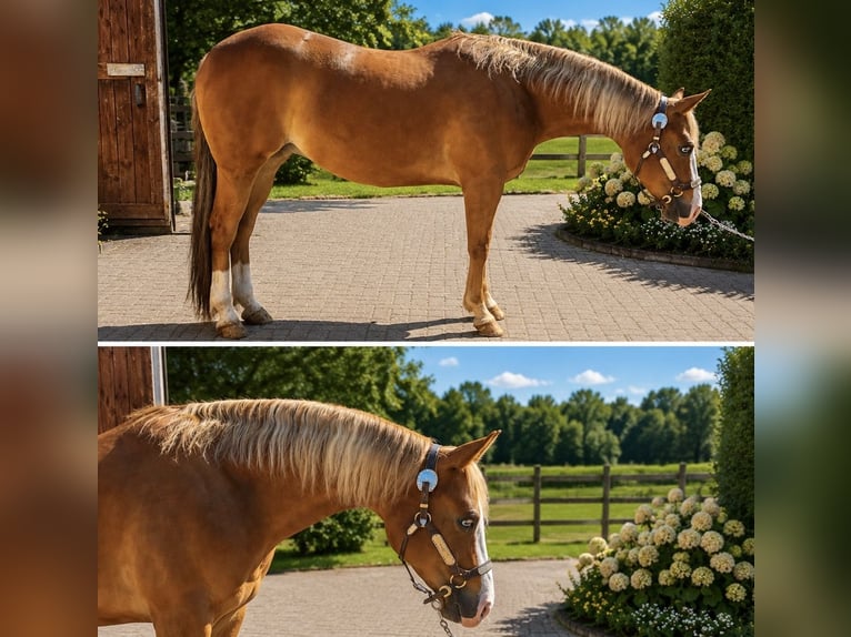 American Quarter Horse Mare 6 years Chestnut-Red in Börsborn