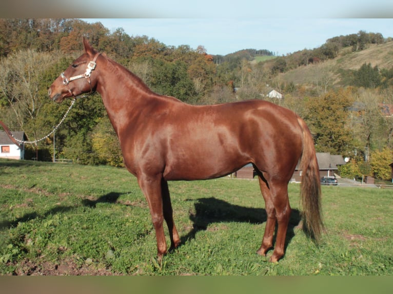 American Quarter Horse Mare 6 years Chestnut-Red in Nimsreuland