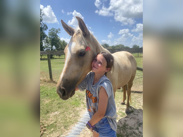 American Quarter Horse Mix Mare 6 years in Friendswood