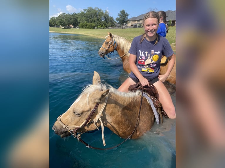 American Quarter Horse Mix Mare 6 years Palomino in Friendswood