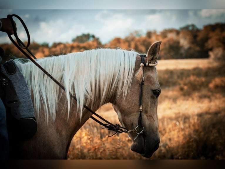American Quarter Horse Mix Mare 6 years Palomino in Friendswood