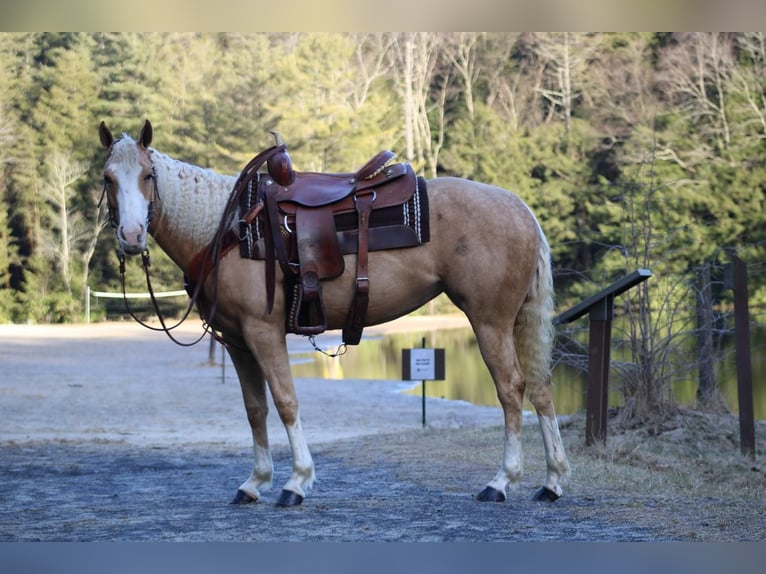 American Quarter Horse Mare 6 years Palomino in Rebersburg, PA