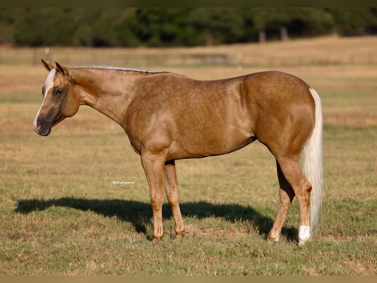 American Quarter Horse Mare 6 years Palomino in Weatherford