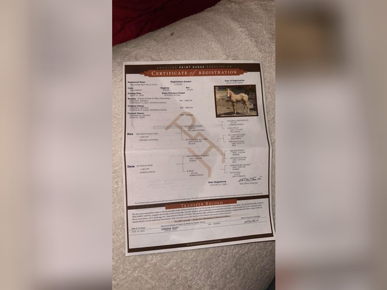 American Quarter Horse Mare 6 years Palomino in Knox IN