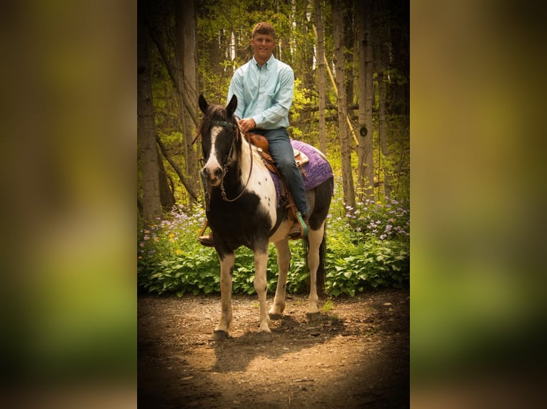 American Quarter Horse Mix Mare 6 years Pinto in Saint Joe