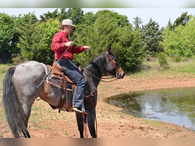 American Quarter Horse Mare 6 years Roan-Bay in Ripley