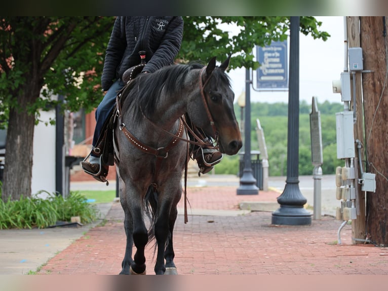 American Quarter Horse Mare 6 years Roan-Bay in Ripley