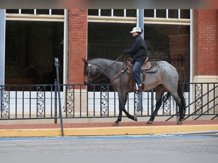 American Quarter Horse Mare 6 years Roan-Bay in Ripley