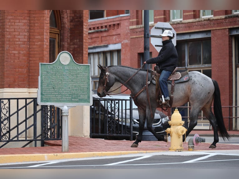 American Quarter Horse Mare 6 years Roan-Bay in Ripley