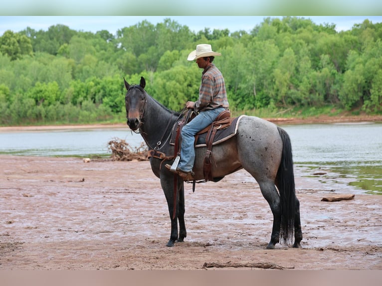 American Quarter Horse Mare 6 years Roan-Bay in Ripley