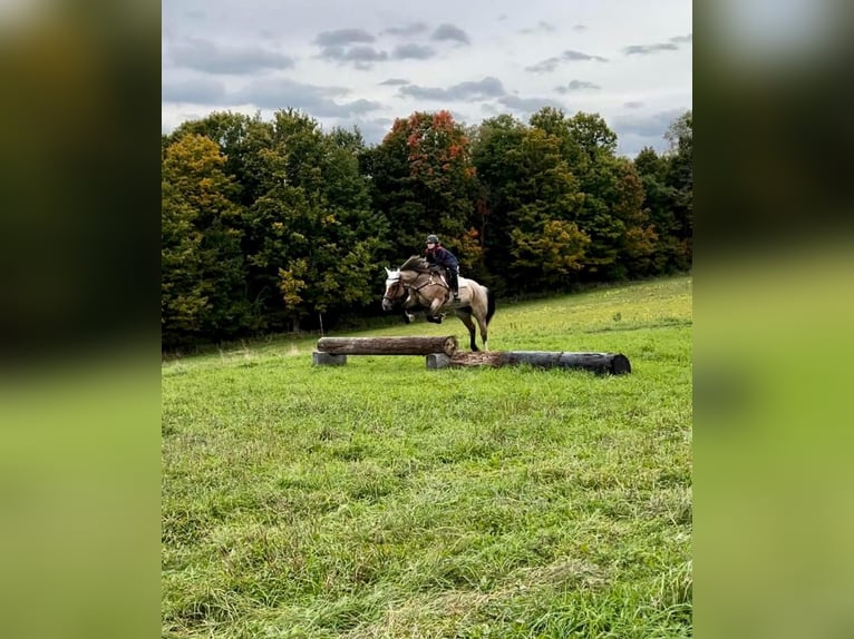 American Quarter Horse Mare 6 years Roan-Bay in Everett PA