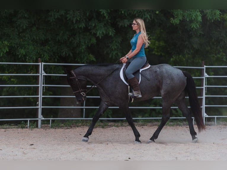 American Quarter Horse Mare 6 years Roan-Blue in Mount Vernon, MO