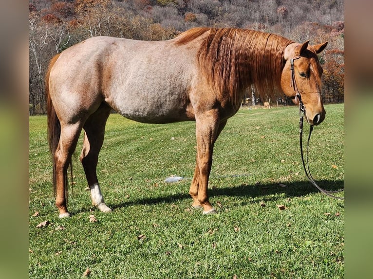 American Quarter Horse Mare 6 years Roan-Red in Buffalo Mills, PA
