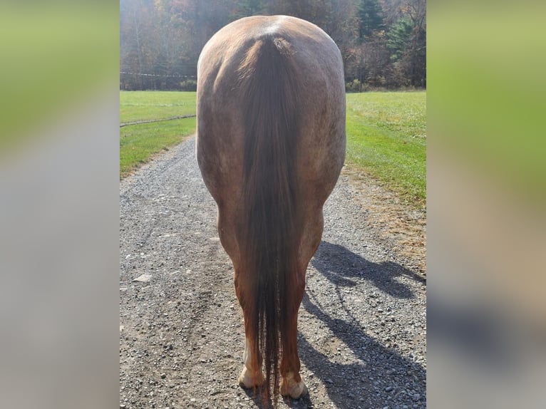 American Quarter Horse Mare 6 years Roan-Red in Buffalo Mills, PA