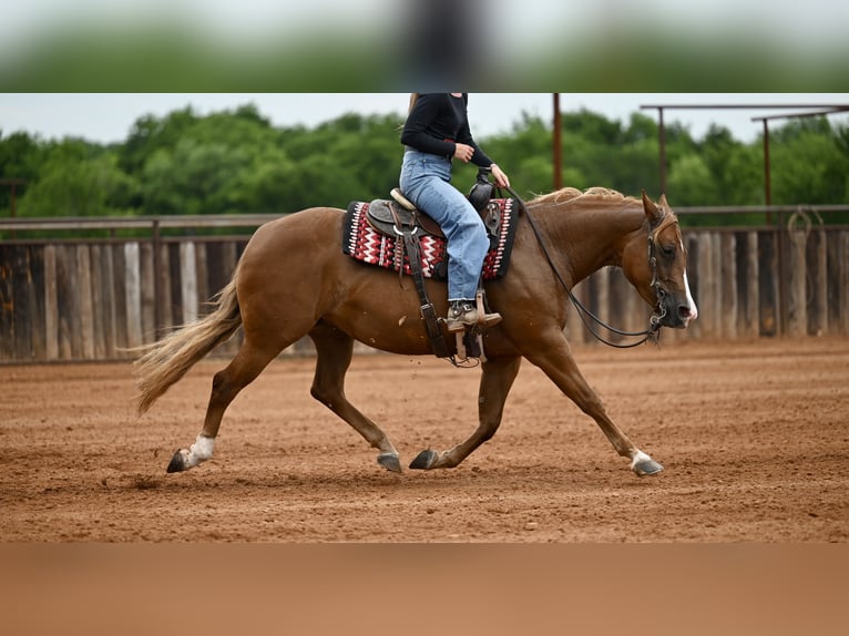 American Quarter Horse Mare 6 years Sorrel in Waco