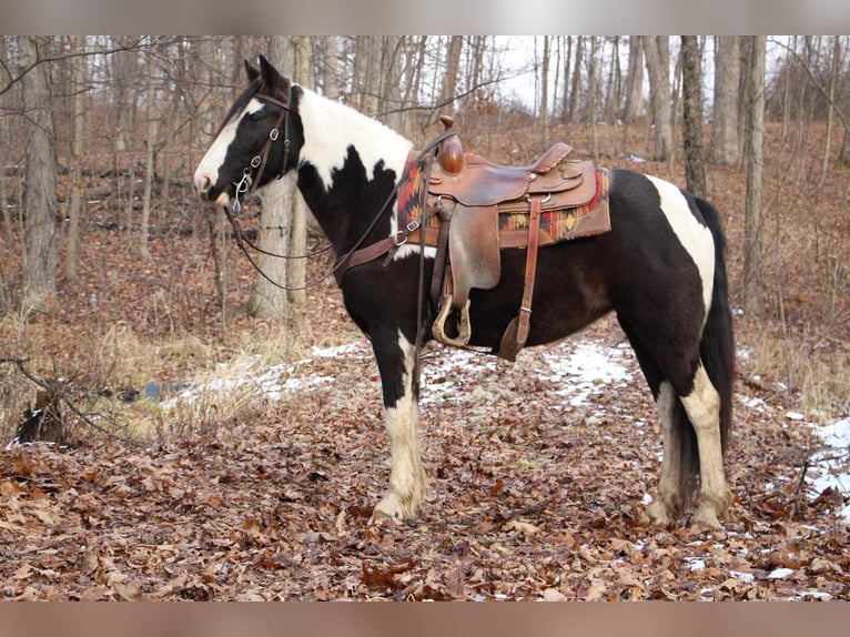 American Quarter Horse Mare 6 years Tobiano-all-colors in Howell MI