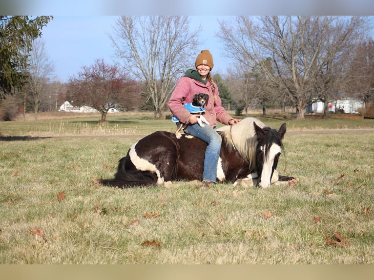 American Quarter Horse Mare 6 years Tobiano-all-colors in Howell MI