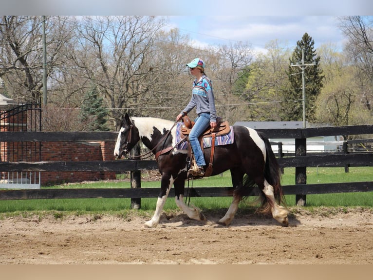 American Quarter Horse Mare 6 years Tobiano-all-colors in Howell MI