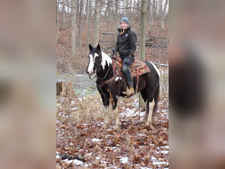 American Quarter Horse Mare 6 years Tobiano-all-colors in Howell MI