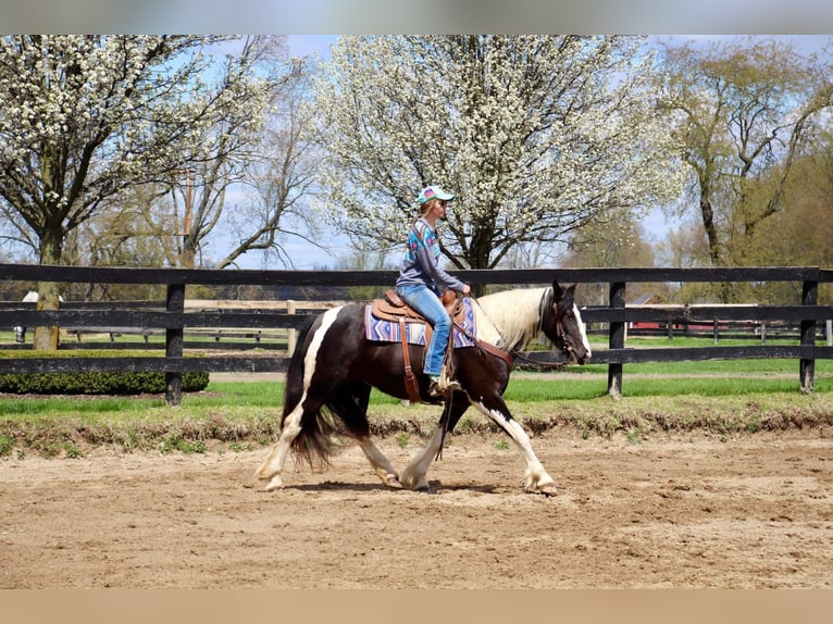 American Quarter Horse Mare 6 years Tobiano-all-colors in Howell MI