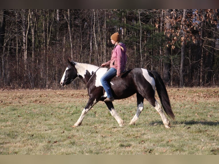 American Quarter Horse Mare 6 years Tobiano-all-colors in Howell MI