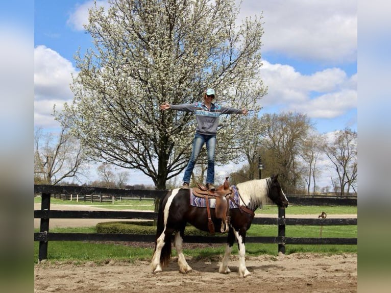 American Quarter Horse Mare 6 years Tobiano-all-colors in Howell MI