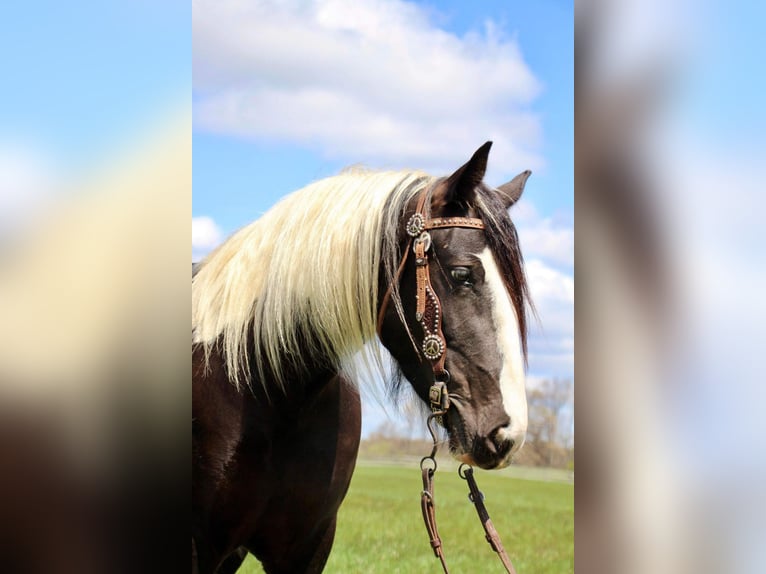 American Quarter Horse Mare 6 years Tobiano-all-colors in Howell MI