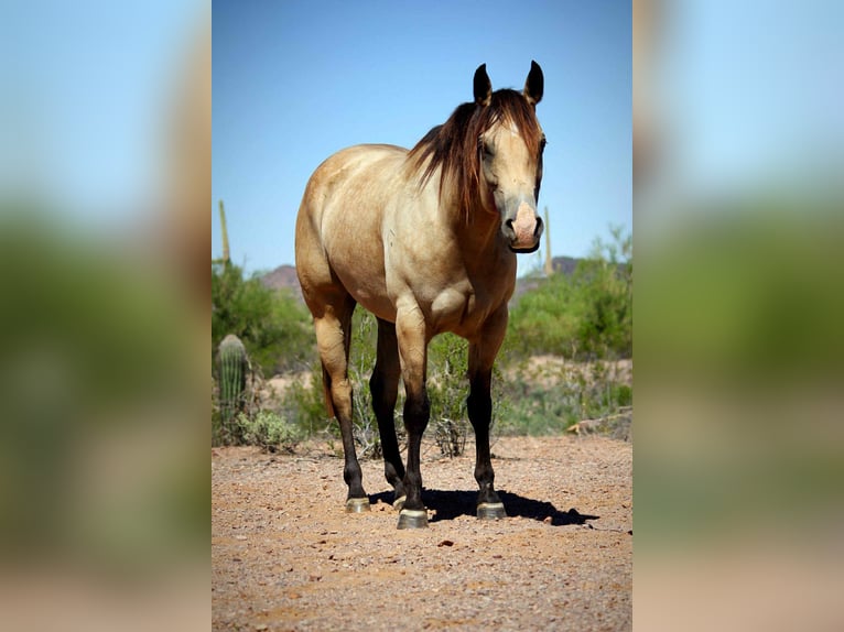 American Quarter Horse Mare 6 years in Marana AZ