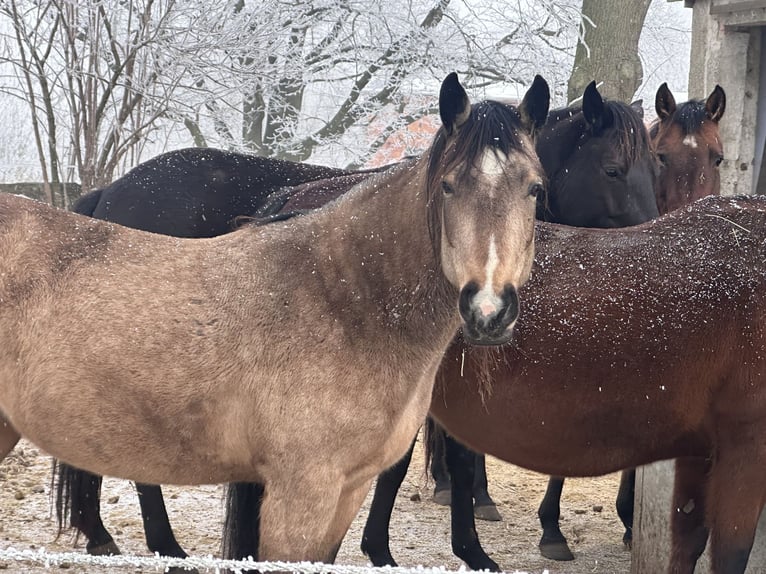 American Quarter Horse Mare 7 years 12.2 hh Buckskin in Möllenhagen