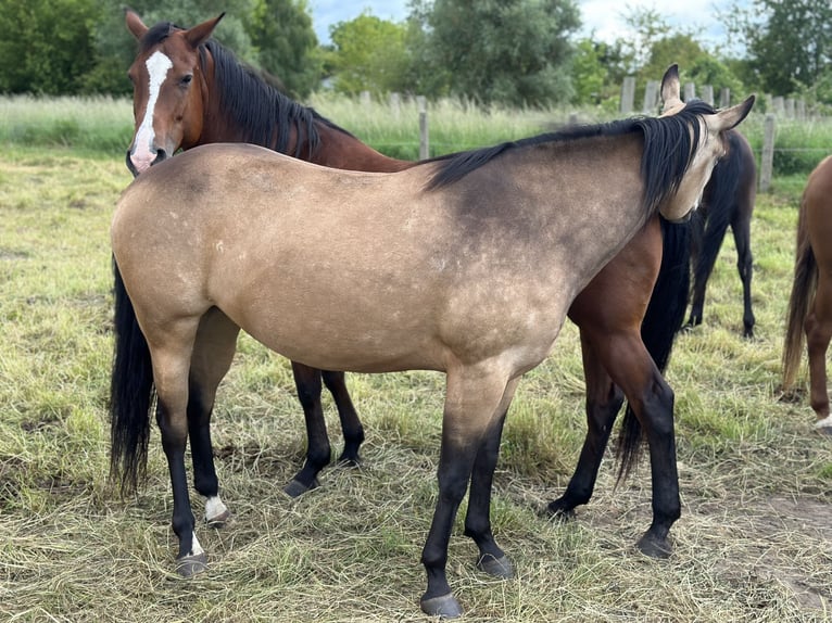 American Quarter Horse Mare 7 years 12,2 hh Buckskin in Möllenhagen