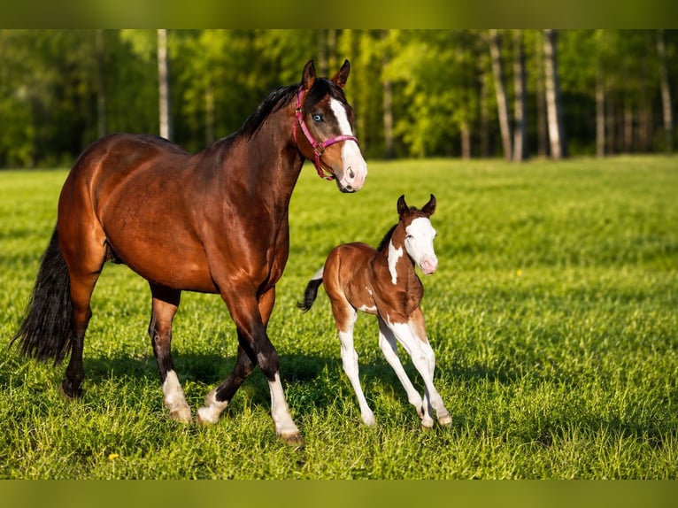 American Quarter Horse Mare 7 years 14.1 hh Brown in Travelsjö